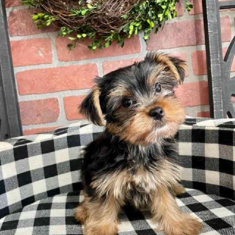 Lilly